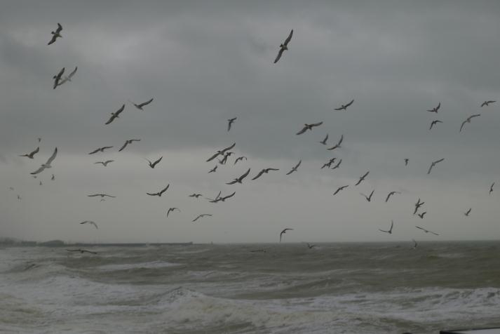 seagulls